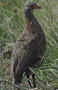 Grey-breasted Spurfowl
