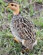 Francolin coqui