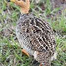Francolin coqui
