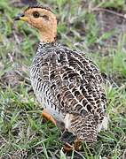 Francolin coqui