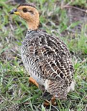 Francolin coqui