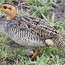 Francolin coqui