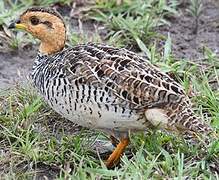 Francolin coqui