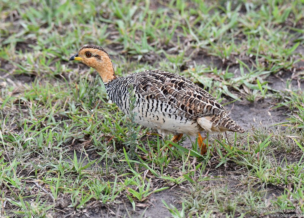 Francolin coqui