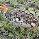Francolin coqui