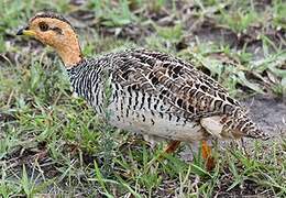 Coqui Francolin