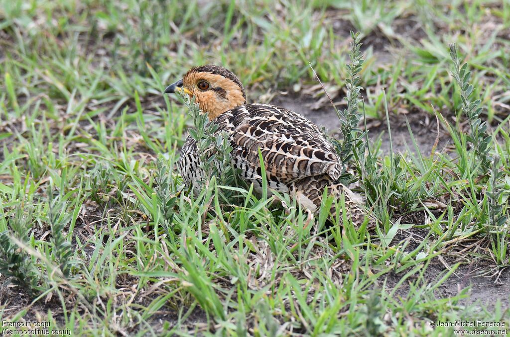 Francolin coqui