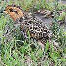 Francolin coqui