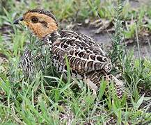 Francolin coqui