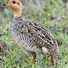 Francolin coqui