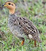 Coqui Francolin