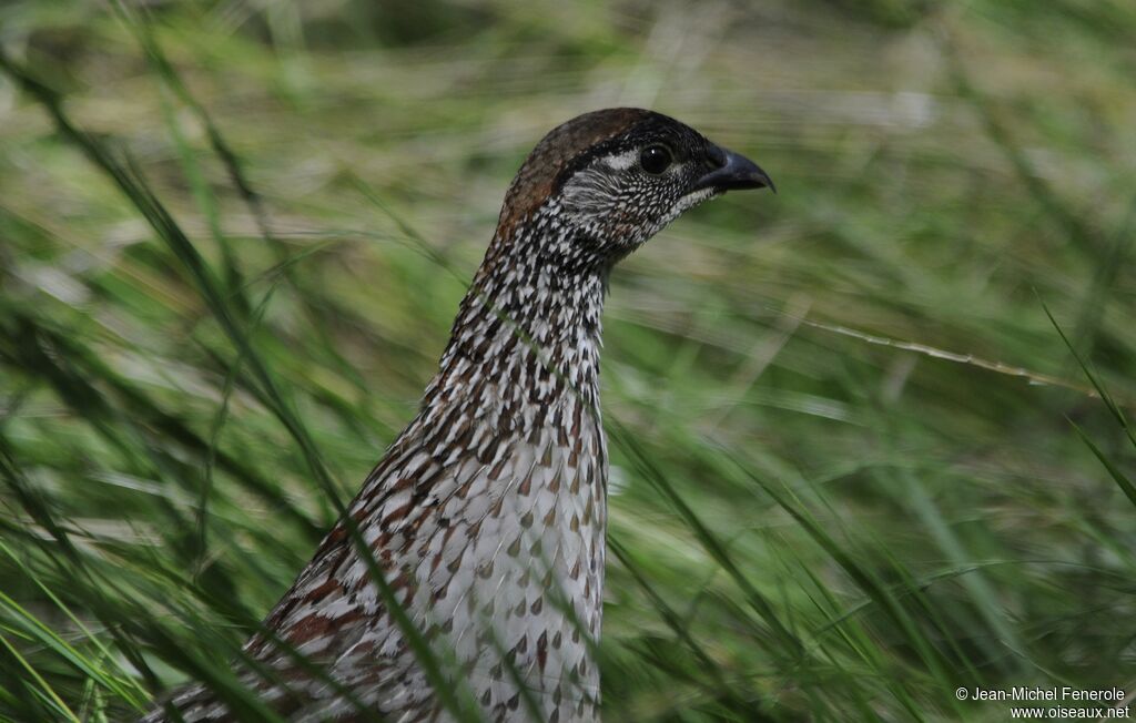 Francolin d'Erckel