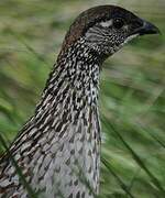 Erckel's Spurfowl