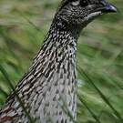 Francolin d'Erckel