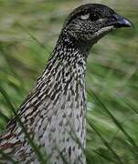 Erckel's Francolin