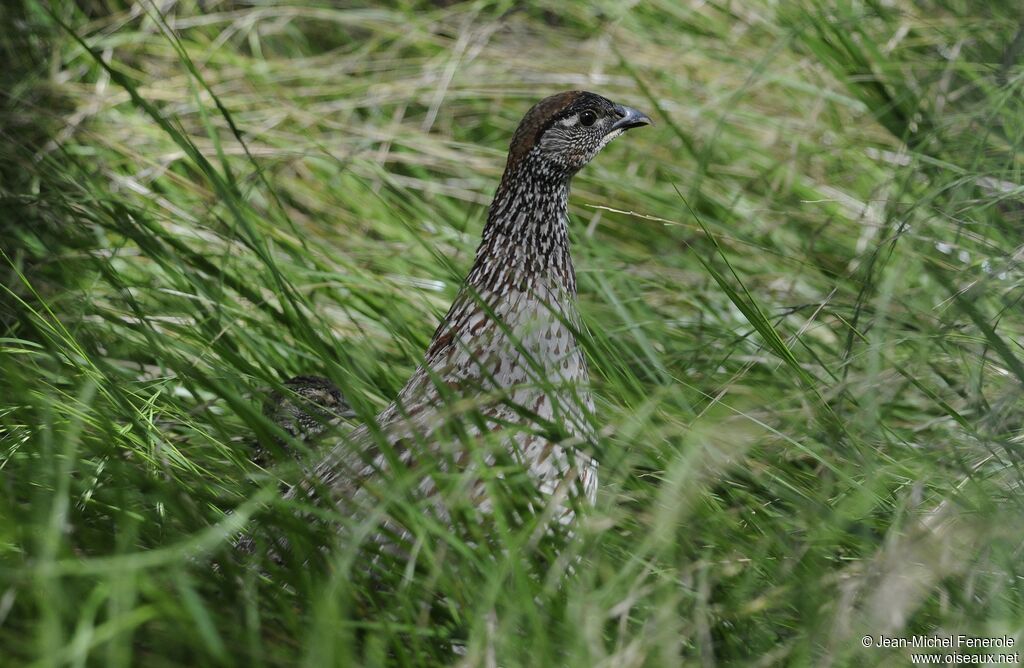 Erckel's Francolin