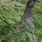 Francolin d'Erckel