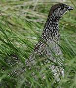 Erckel's Spurfowl