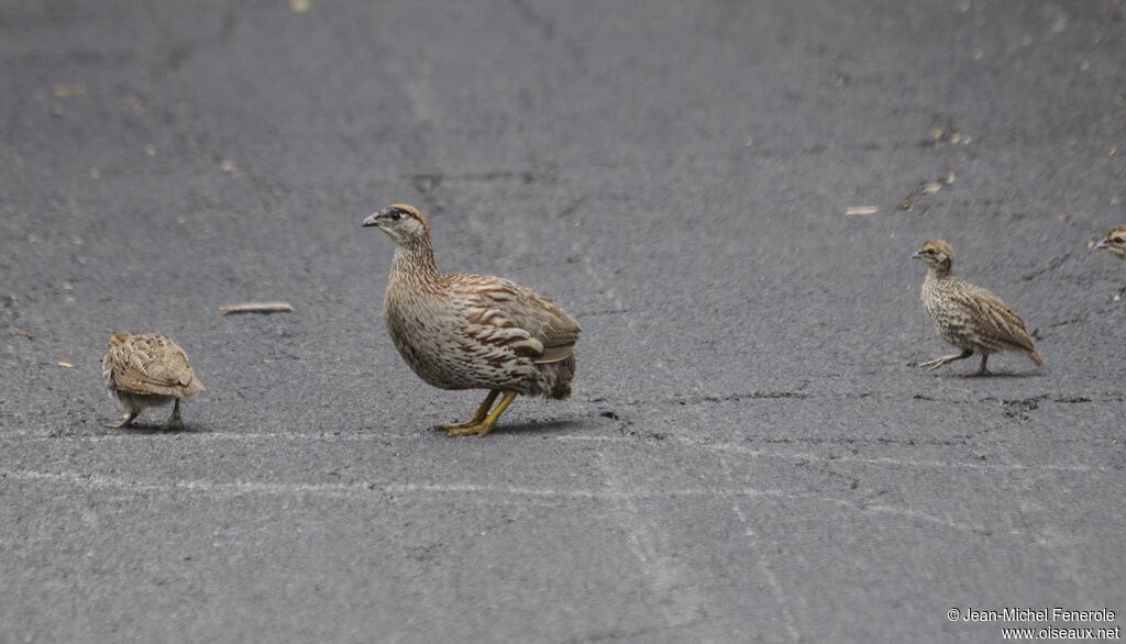 Erckel's Francolin