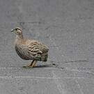 Francolin d'Erckel