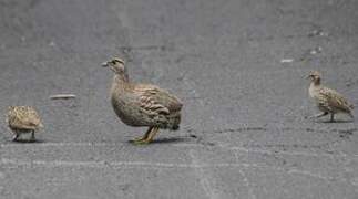 Erckel's Francolin