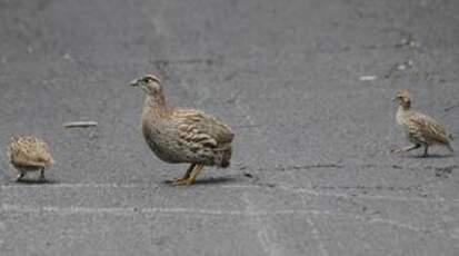 Francolin d'Erckel