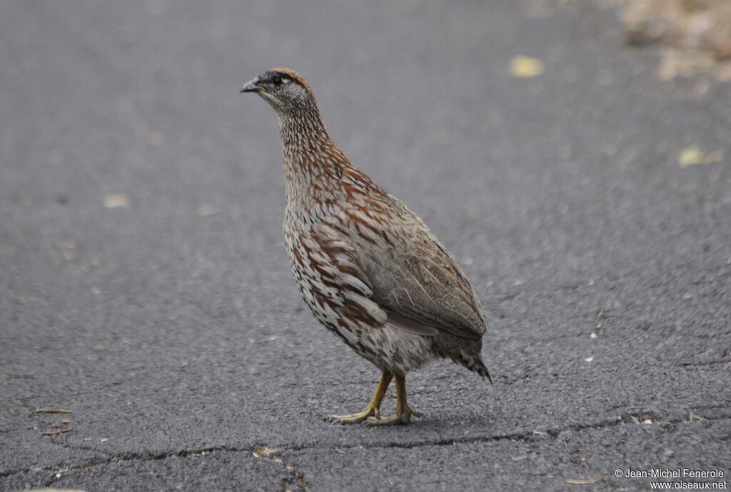 Erckel's Francolin