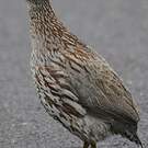 Francolin d'Erckel