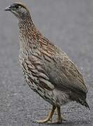 Erckel's Francolin