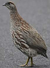 Francolin d'Erckel