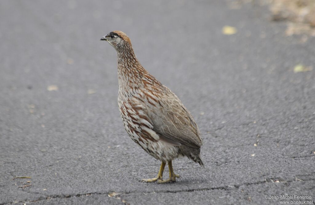 Erckel's Francolin