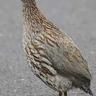 Francolin d'Erckel