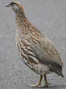 Erckel's Spurfowl