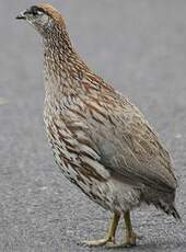 Francolin d'Erckel