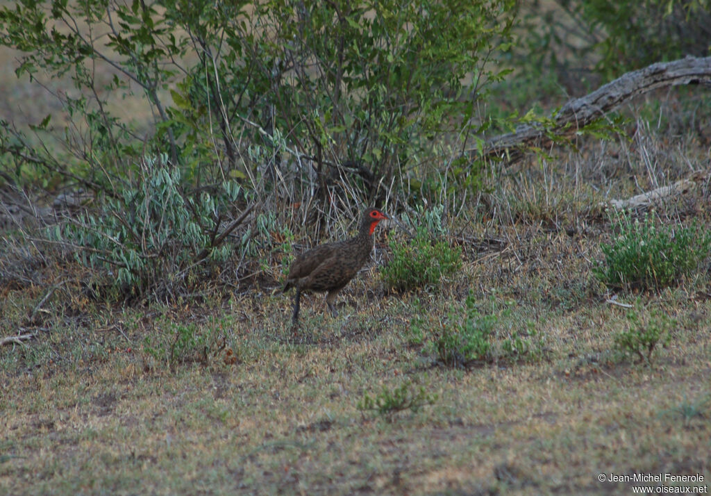 Francolin de Swainson