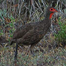 Francolin de Swainson