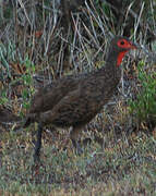 Swainson's Spurfowl