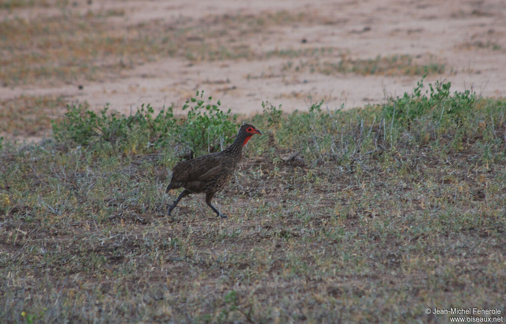 Francolin de Swainson