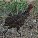 Francolin de Swainson