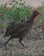 Francolin de Swainson