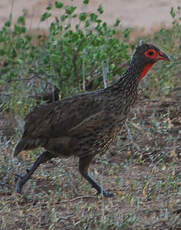 Francolin de Swainson