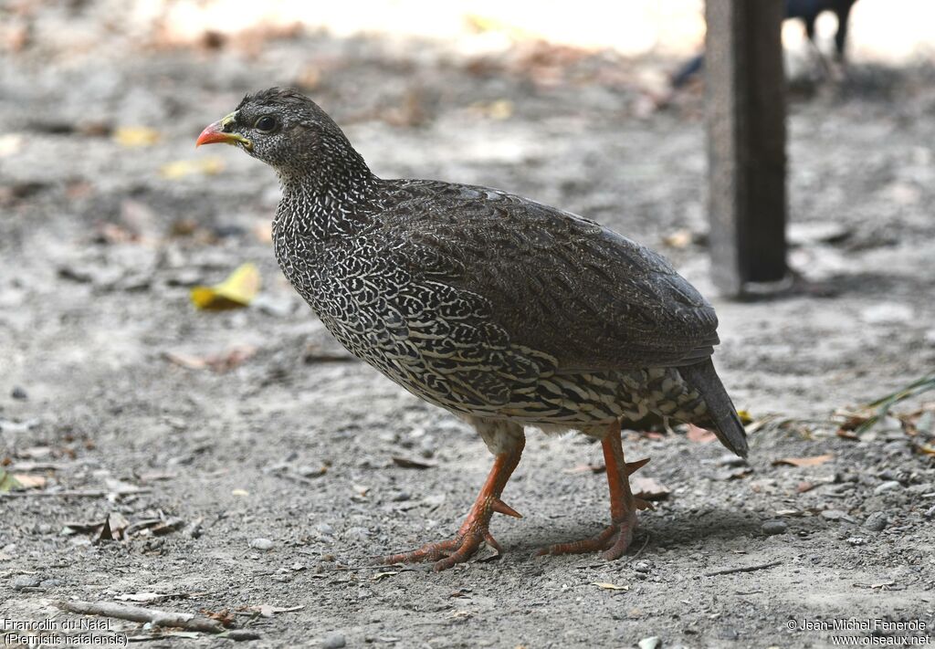 Francolin du Natal