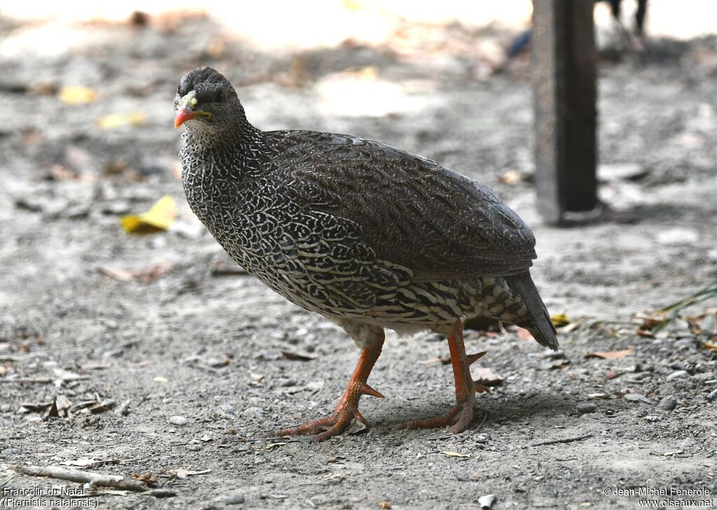 Francolin du Natal