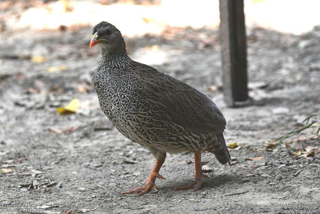 Francolin du Natal
