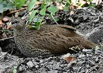 Francolin du Natal