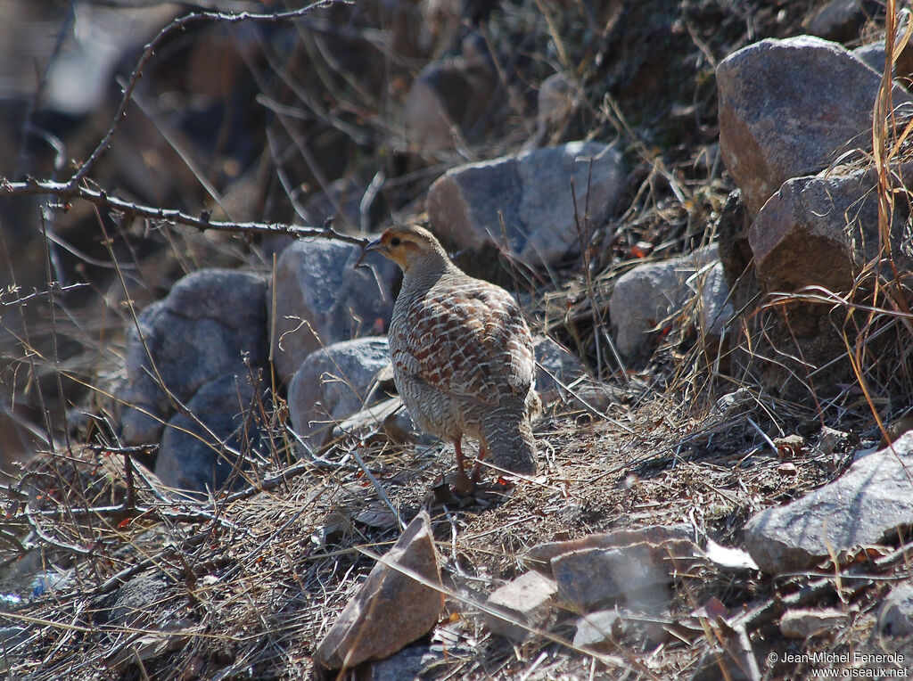 Francolin gris