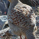 Francolin gris