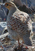 Grey Francolin