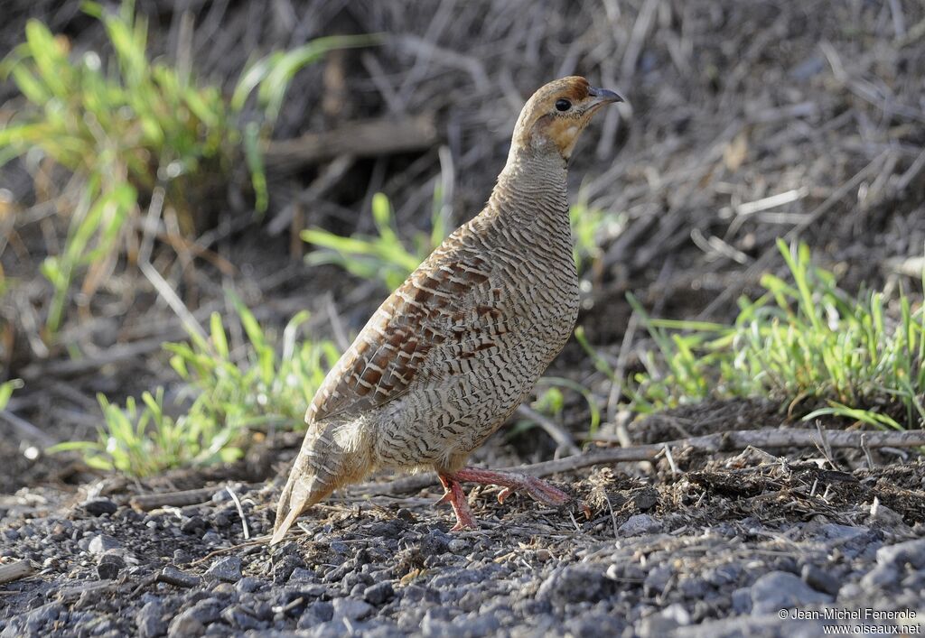 Francolin gris