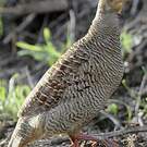 Francolin gris